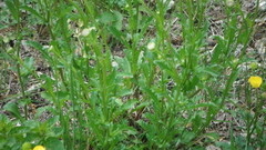 Leucanthemum vulgare