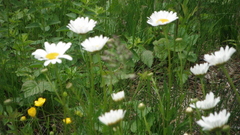 Leucanthemum vulgare