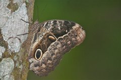 Caligo beltrao