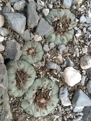 Lophophora williamsii