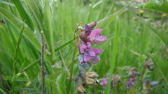 Vicia sepium