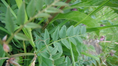 Vicia sepium