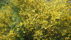 Cytisus scoparius