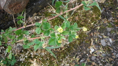 Medicago lupulina