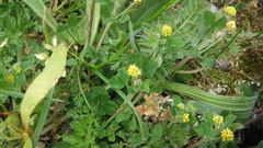 Medicago lupulina