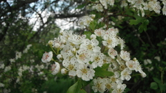 Crataegus monogyna