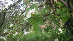 Crataegus monogyna