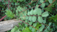 Sanguisorba minor