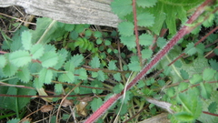 Sanguisorba minor