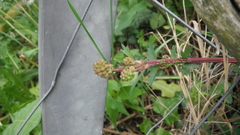 Sanguisorba minor