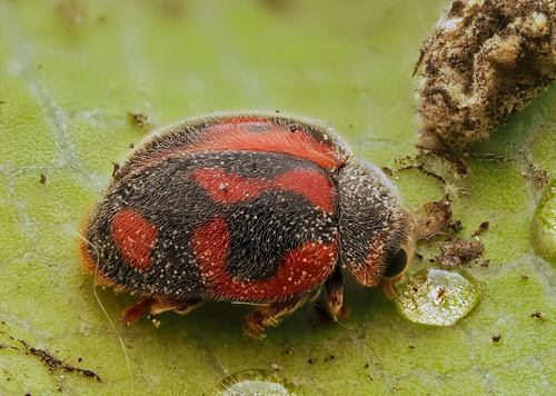 Vedalia Beetle