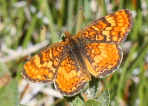iNaturalist observation photo of Field Crescent