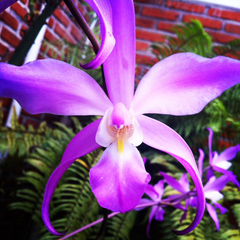 Laelia