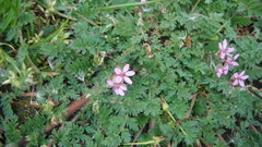 Erodium cicutarium