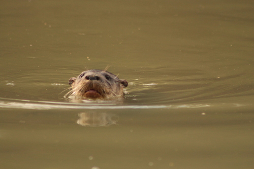 Central Neotropical River Otter