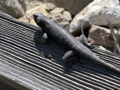iNaturalist observation photo of Western Fence Lizard