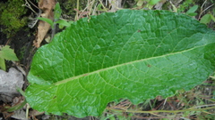 Rumex obtusifolius
