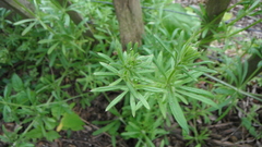 Galium aparine