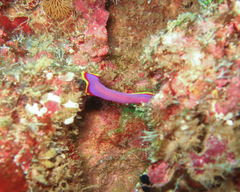 Pseudoceros ferrugineus