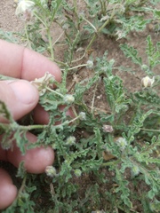 Chamaesaracha darcyi