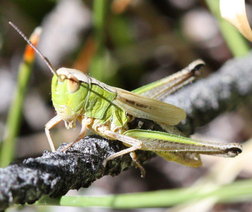 iNaturalist observation photo of Marsh meadow grasshopper