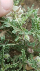 Chamaesaracha darcyi