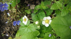 Fragaria vesca