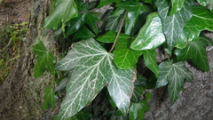 Hedera helix