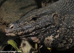 Varanus salvator salvator