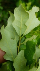 Quercus sinuata breviloba
