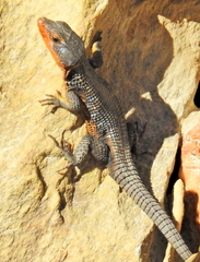 Ninurta coeruleopunctatus