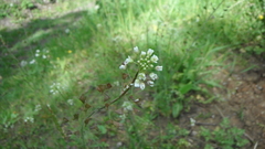 Capsella bursa-pastoris