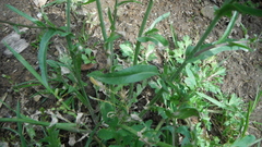 Capsella bursa-pastoris