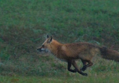 Red Fox photographed in Mississippi