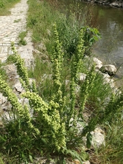 Rumex