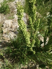 Rumex