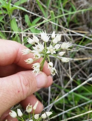 Allium fraseri