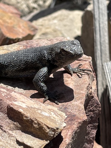 iNaturalist observation photo of Western Fence Lizard