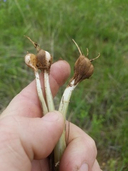 Allium fraseri