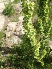 Rumex