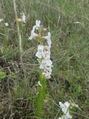 Penstemon guadalupensis