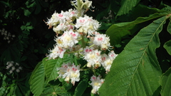 Aesculus hippocastanum