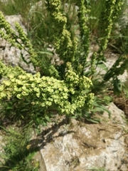 Rumex