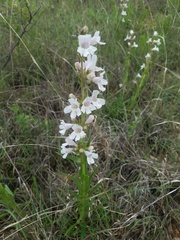 Penstemon guadalupensis