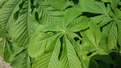 Aesculus hippocastanum