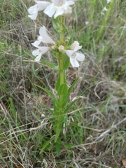 Penstemon guadalupensis