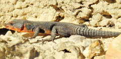 Ninurta coeruleopunctatus