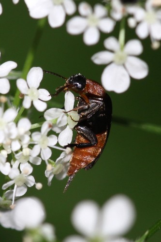 Gelsvapilvis Dygliavabalis nuotrauka