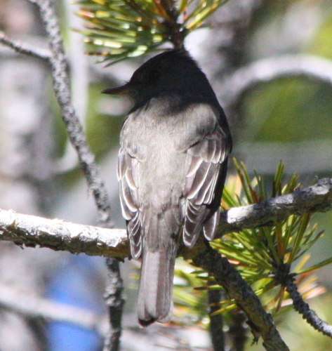 iNaturalist observation photo of Western Wood-Pewee