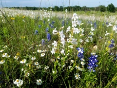 Penstemon guadalupensis
